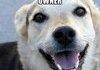 a mans best friend..