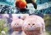 Cats vs world