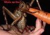 Bugs Bunny
