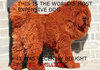 World's Most Expensive Dog
