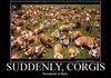 Corgis