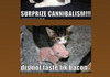 <b>LOL</b> CATS COMP 1