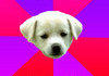 Time wasting puppy