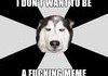 aggrevated huskie
