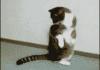Sonic Cat