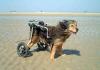 Robodog