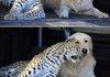 I CAN HAZ DEM?