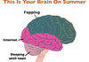 Brain during summer
