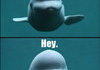 Boop.