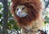 Remember Simba