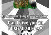 drunk panda