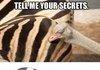Glorious Zebra