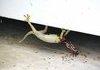 Ants half way through eating lizard