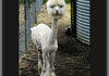 shaved alpaca