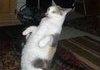 I'm a hooman