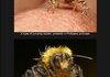 Awesome Insect Photos