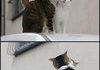 Cats saying goodbye