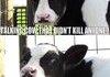 Talking Cow