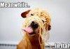 funny dog