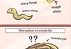 What Pythons look like
