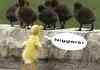 Racist duck