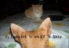 I Watch You