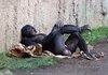 Like a boss Monkey