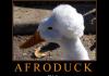 ALL HAIL AFRODUCK