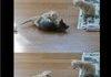 Kitten surprise
