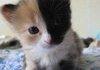 phantom of the opera (d'awwwwww)