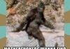 bigfoot so cray
