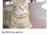 Pet Diaries