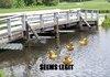 Ducks!