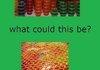 Jello Shot Comp
