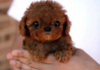 Little chewbaca