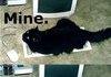 Lolcat comp