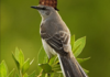 Scumbag Bird