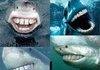 Sharks.