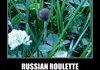 Russian Roulette: Mushroom Style