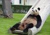 Bears Can Have Fun Too