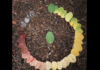 THE CIRCLE OF LIFE (LEAF)!!!!!1