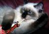 kitty likes coca cola