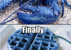 Blue is in the genes