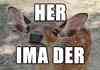 Ima der
