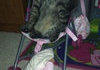 cats sitting n wotnot