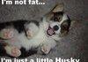 I'm just a little husky