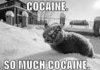 cocaine cat