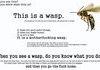 wasps