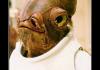 Admiral Ackbar