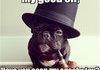 Sophisticated dog